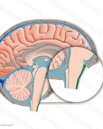 11. Subarachnoid Space