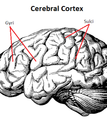 13. Cerebral Cortex