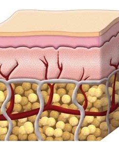 3. Subcutaneous Tissue
