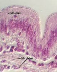 5. Loose Connective Tissue