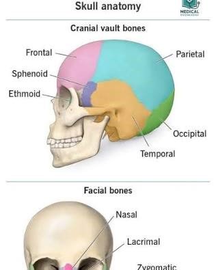 7. Skull Bone