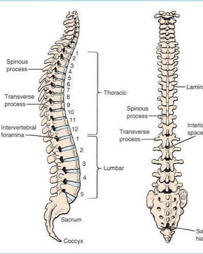 8. Epidural Space