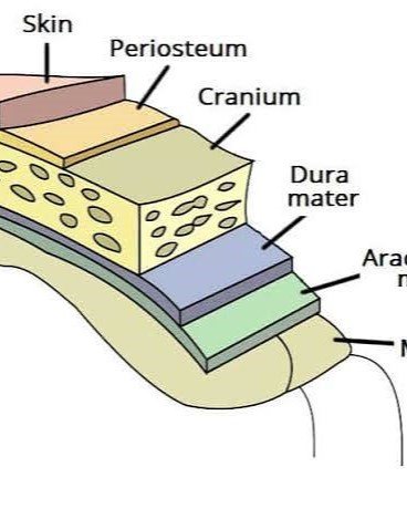 9. Dura Mater