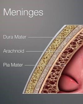 10. Arachnoid Mater