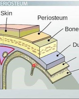 6. Periosteum