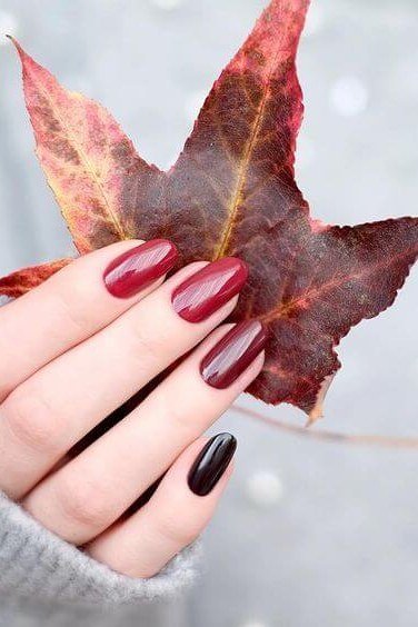 burgundy nails holding autumn maple leaf